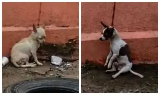 Imagen Denuncian maltrato de dos perritos en fraccionamiento de Veracruz