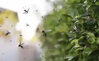 Imagen Crean trampa con IA para detectar mosquitos con enfermedades