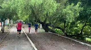 Imagen Reportan árbol a punto de caer a orillas de la laguna de lagartos en Veracruz 