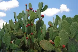 Imagen Investigan la manera más rápida para obtener biogás a partir de residuos de nopal