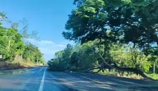 Imagen Cae árbol y obstruye carretera Veracruz-Alvarado