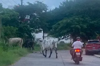 Imagen ¡Otra vez! Vacas invaden fraccionamiento en Veracruz
