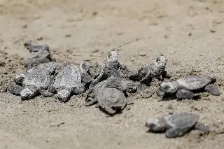 Imagen Liberan 94 crías de tortuga Lora en playa de Boca del Río