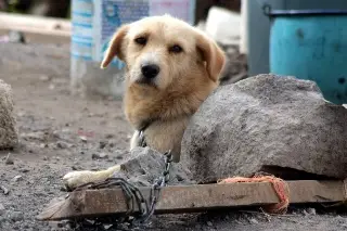 Imagen Incrementa abandono de mascotas en Veracruz, en periodo de vacaciones