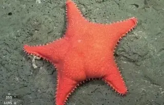 Imagen Captan estrella de mar con 'increíble parecido a 'Patricio' de 'Bob Esponja' (+Video)