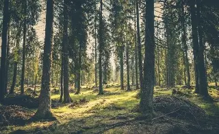 Imagen Bosques tropicales han demostrado una gran resiliencia ante las sequías, según estudio