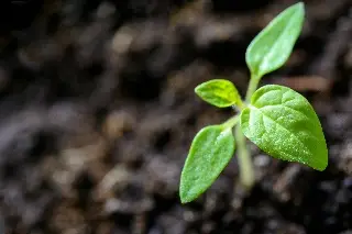 Imagen Descubren 21 nuevas especies de plantas en Perú
