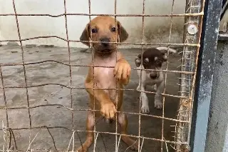 Imagen ¿Quieres tener una mascota? Realizarán la Expo Adopta en Veracruz 