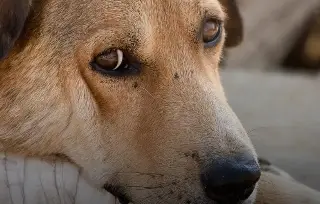 Imagen En Veracruz-Boca del Río asociación ha dado acompañamiento a 30 casos de maltrato animal
