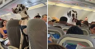Imagen Sorprende enorme gran danés sentado en vuelo de CDMX a Puerto Vallarta
