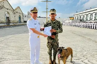 Imagen 'Se jubila' pastor belga malinois; prestaba sus servicios en la Primera Región Naval