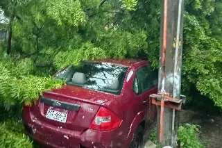 Imagen Cae árbol sobre auto en Veracruz; piden intervención de autoridades
