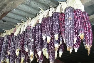 Imagen Estos son los beneficios que no conoces del maíz azul; se siembra en Veracruz