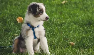 Imagen ¿Quieres viajar con tu mascota por avión o autobús? Esto te interesa 