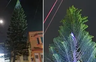 Imagen Gato se sube a un pino de unos 50 metros y moviliza a bomberos de Veracruz 