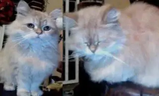 Imagen ¡Hoy es el Día Internacional del Gato! ¿Por qué se celebra?