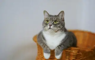 Imagen Día del gato, estos son los beneficios de tener esta mascota