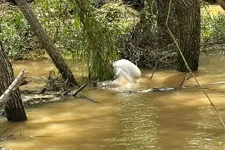 Imagen Encuentran ahogadas las primeras reses, de las 300 que arrastró el río en Veracruz (FOTOS)