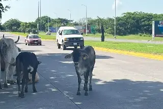 Imagen Motociclista choca contra vaca en Veracruz y resulta lesionado