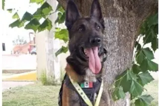 Imagen Canelo, el perro policía veracruzano que conquistó el primer lugar nacional en Chihuahua