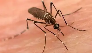 Imagen ¿Por qué los mosquitos pican más a unas personas que a otras?