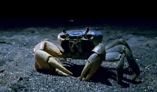 Imagen ¿Cuándo inicia la veda de Cangrejo Azul en Veracruz?