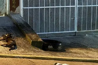 Imagen Perros murieron tras caer de azotea en Xalapa, acusan maltrato contra los animales