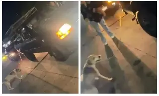 Imagen Caso de perrito arrastrado en Boca del Río se va a judicializar, responsable podría ir a la cárcel 