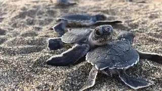 Imagen Liberan 32 tortugas marinas en costas de Veracruz y Boca del Río durante temporada de anidación