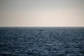 Imagen Suben a 26 los muertos por naufragio frente a Lampedusa; buscan a desaparecidos