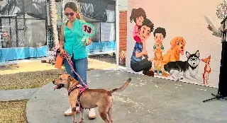 Imagen Realizan la Expo Adopta 2025 en Reino Mágico de Veracruz
