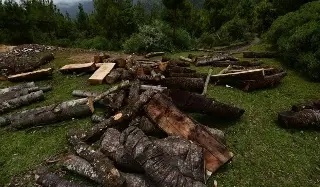 Imagen Advierten que falta de vigilancia agrava la tala en Cofre de Perote y Pico de Orizaba