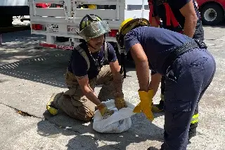 Imagen Capturan serpiente de 2 metros en Veracruz; se estaba comiendo un gato