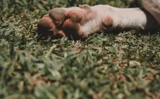 Imagen Fiscalía investiga muerte de 2 perros tras caer de azotea en Xalapa, Veracruz 