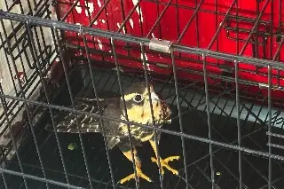 Imagen Rescatan águila en fraccionamiento de Veracruz, esto le ocurrió