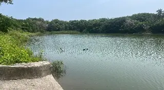 Imagen Reportan peces muertos en la Laguna del Encanto en Veracruz 