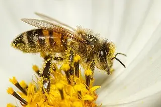 Imagen Presiones ambientales merman la presencia de abejas en México, revela la UNAM