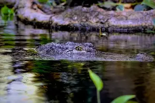 Imagen Presentan denuncia por el robo de cocodrilo en el zoológico de Veracruz