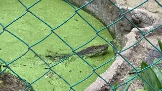Imagen Robo de cocodrilos podría estar ligado a tráfico de fauna silvestre