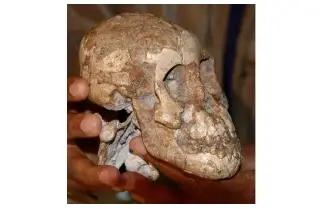 Imagen Un cráneo de niña sería la evidencia más antigua del mestizaje de neandertales y sapiens