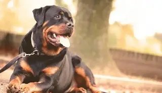 Imagen ¿En qué casos y qué animales pueden transmitir la rabia?