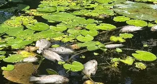 Imagen Reportan mortandad de peces en la laguna de San Julián en Veracruz 