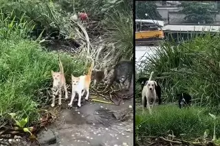 Imagen Habitantes de Colinas de Santa Fe pide campaña de esterilización para perros y gatos de la calle