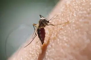 Imagen Conoce un poco acerca del dengue, sus síntomas y cómo protegerse 