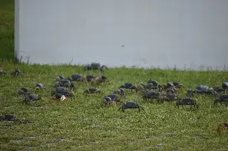 Imagen Habrá multas en la Riviera Veracruzana para proteger al cangrejo azul, anuncia PMA