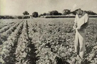 Imagen Esta es la historia del 'Frijol Negro Jamapa' a 68 años de su creación 