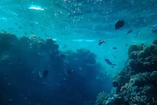 Estudio identifica más de 100 especies marinas en riesgo de extinción en Cuba
