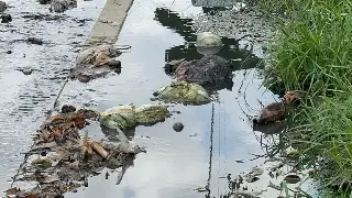 Imagen Reportan foco de infección al norte de Veracruz 