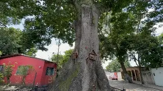 Imagen Se organizan para proteger una ceiba de más de 100 años de vida en Poza Rica