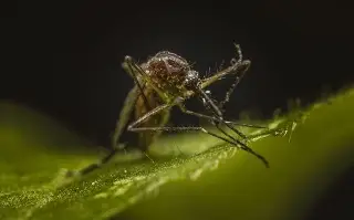 Imagen Veracruz registra un nuevo caso de zika en 2025; acumula más de 2 mil contagios 